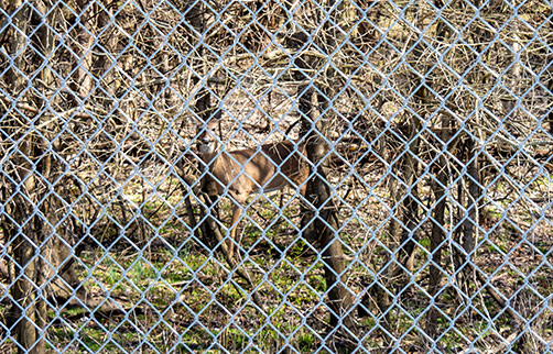 Image: This deer is standing about 30-feet from the airfield fence. While deer are typically seen in the early morning or evening, this one was out and about at noon